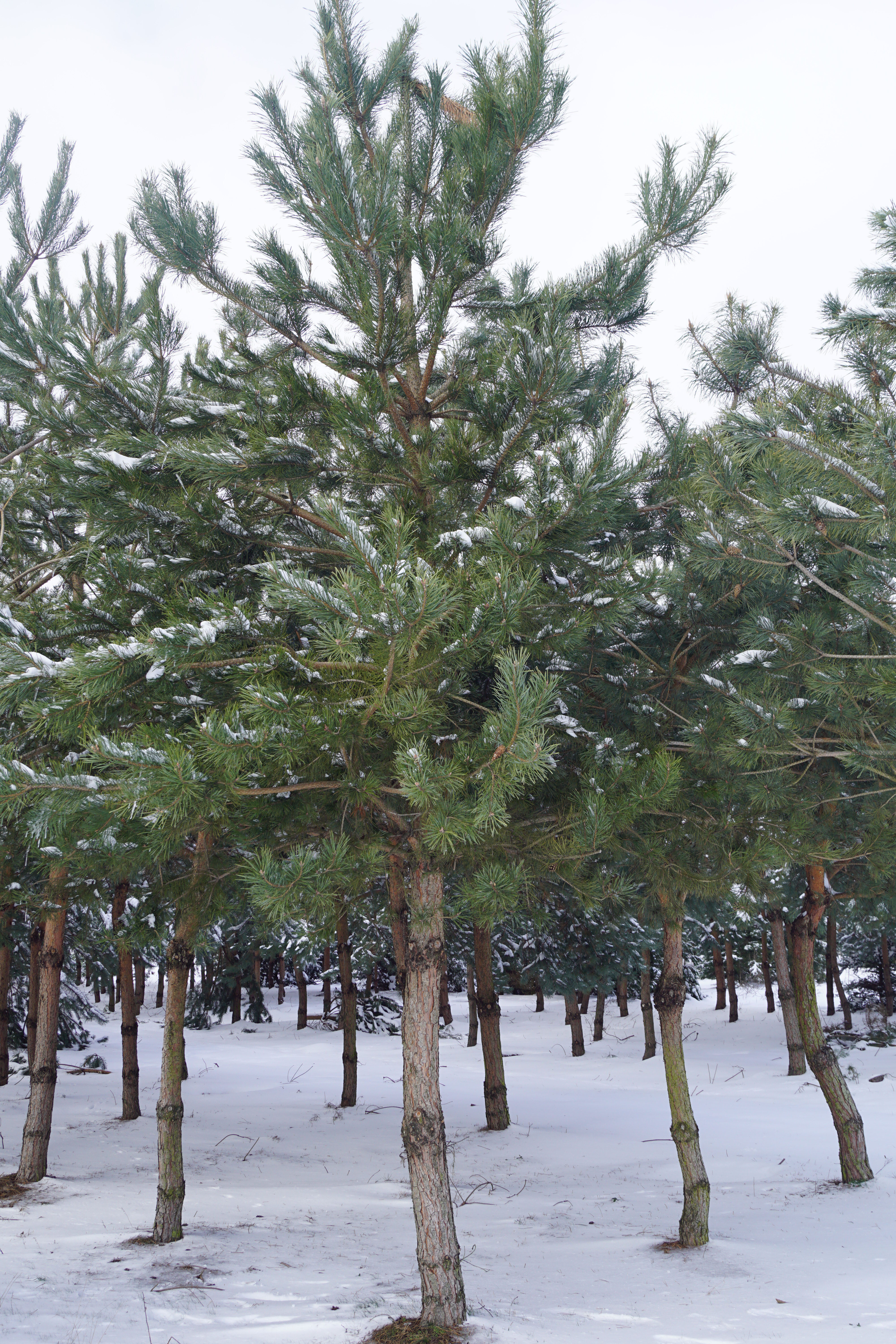 Pinus nigra nigra_100